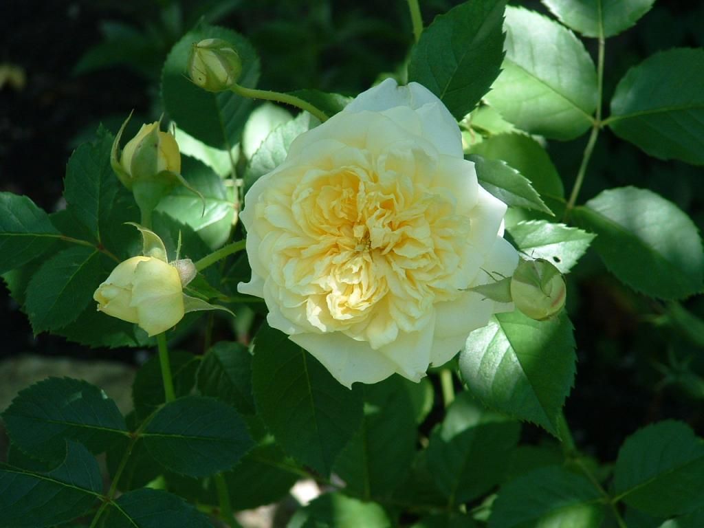 The Pilgrim photo DSCF0006_zpsfb9ce35e.jpg